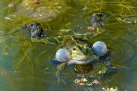 L’IA et les grenouilles